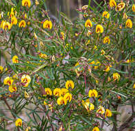 Bossiaea linophylla R. Br. resmi