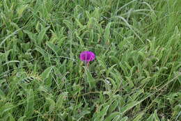 Image of Ipomoea pellita Hall. fil.