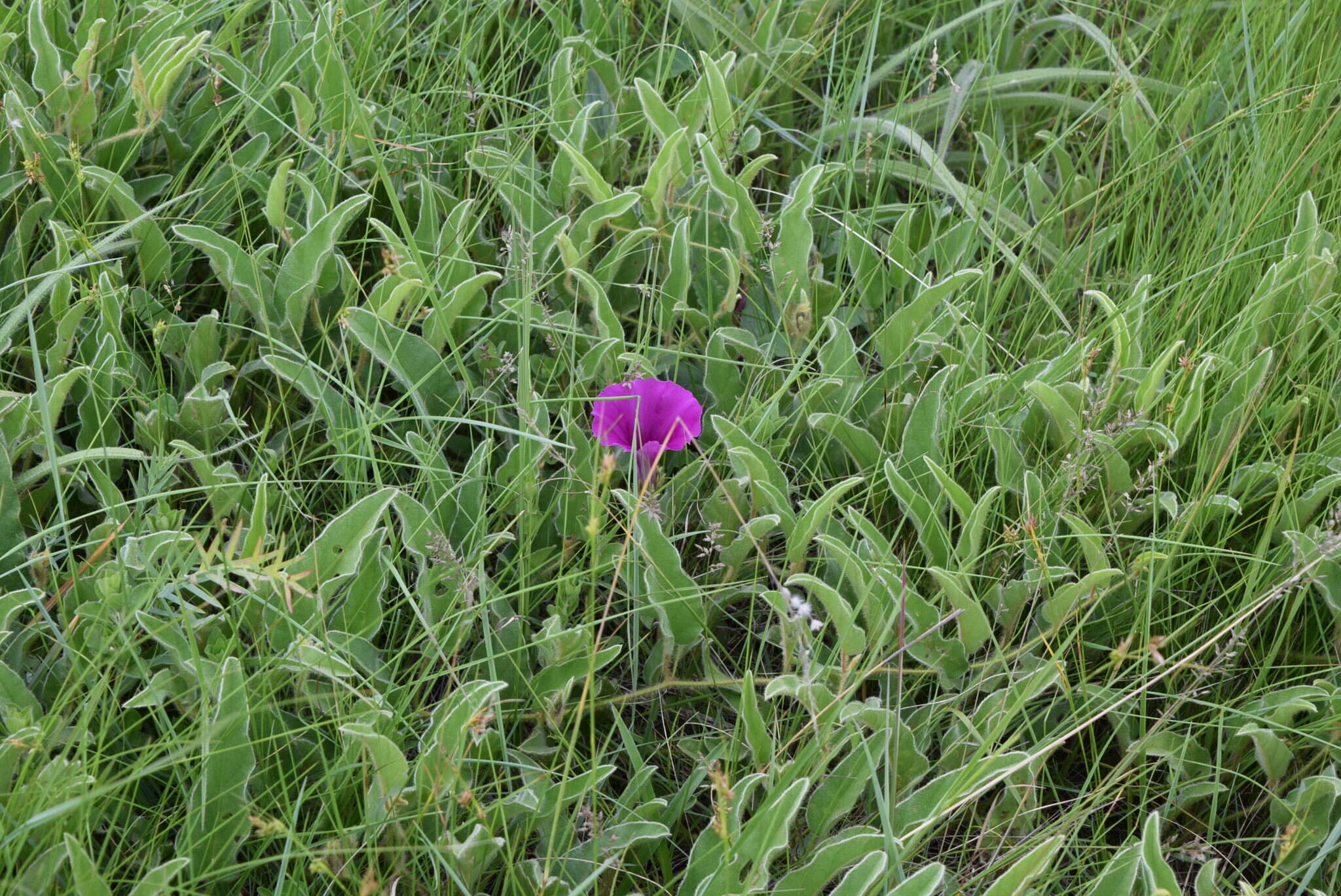 Image of Ipomoea pellita Hall. fil.