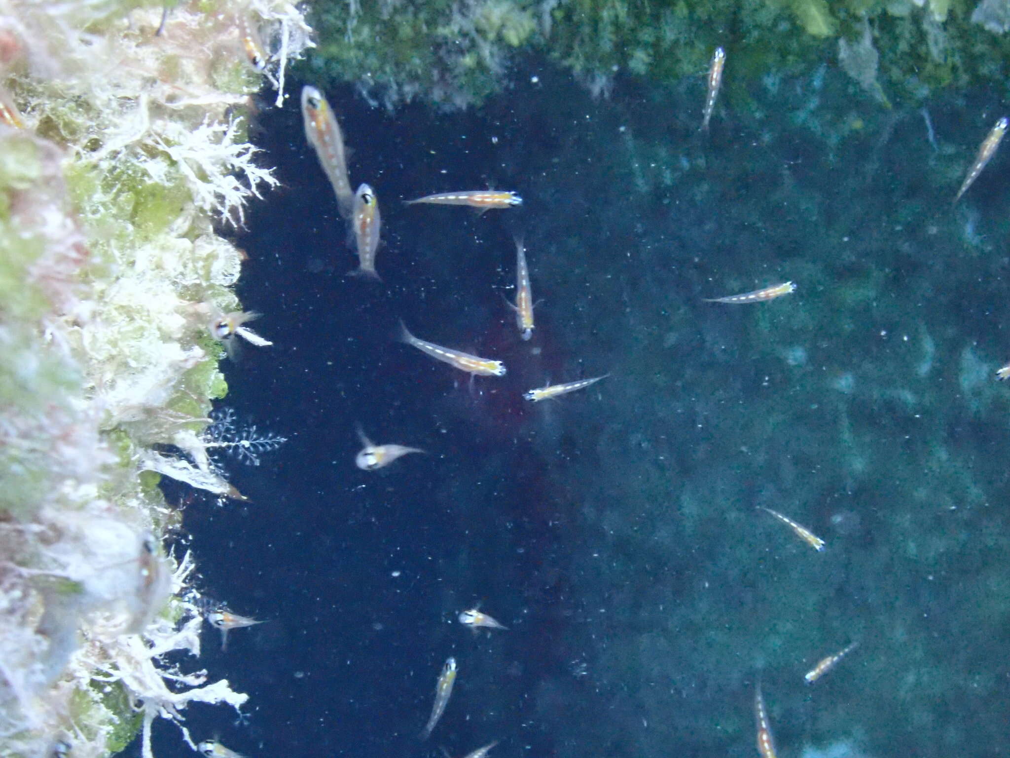 Image of Glass Goby