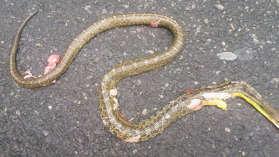 Image of Eastern Trinket Snake