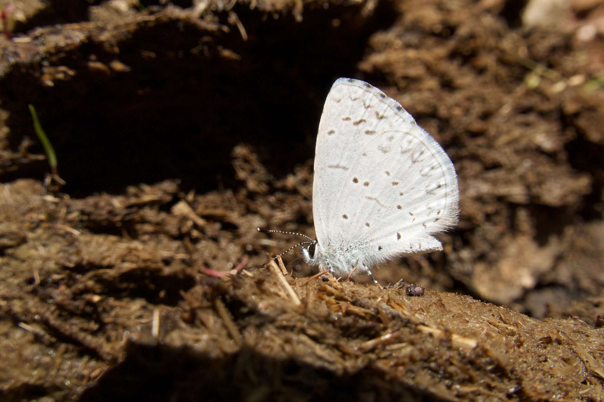 Image of <i>Celastrina humulus</i>