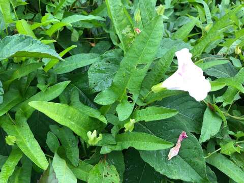 Image of Japanese Bindweed