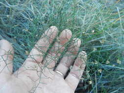 Image of Drimia intricata (Baker) J. C. Manning & Goldblatt