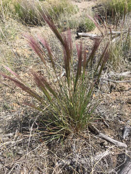 Imagem de Elymus elymoides (Raf.) Swezey