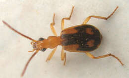 Image of Brachinus (Metabrachinus) armiger Dejean 1831