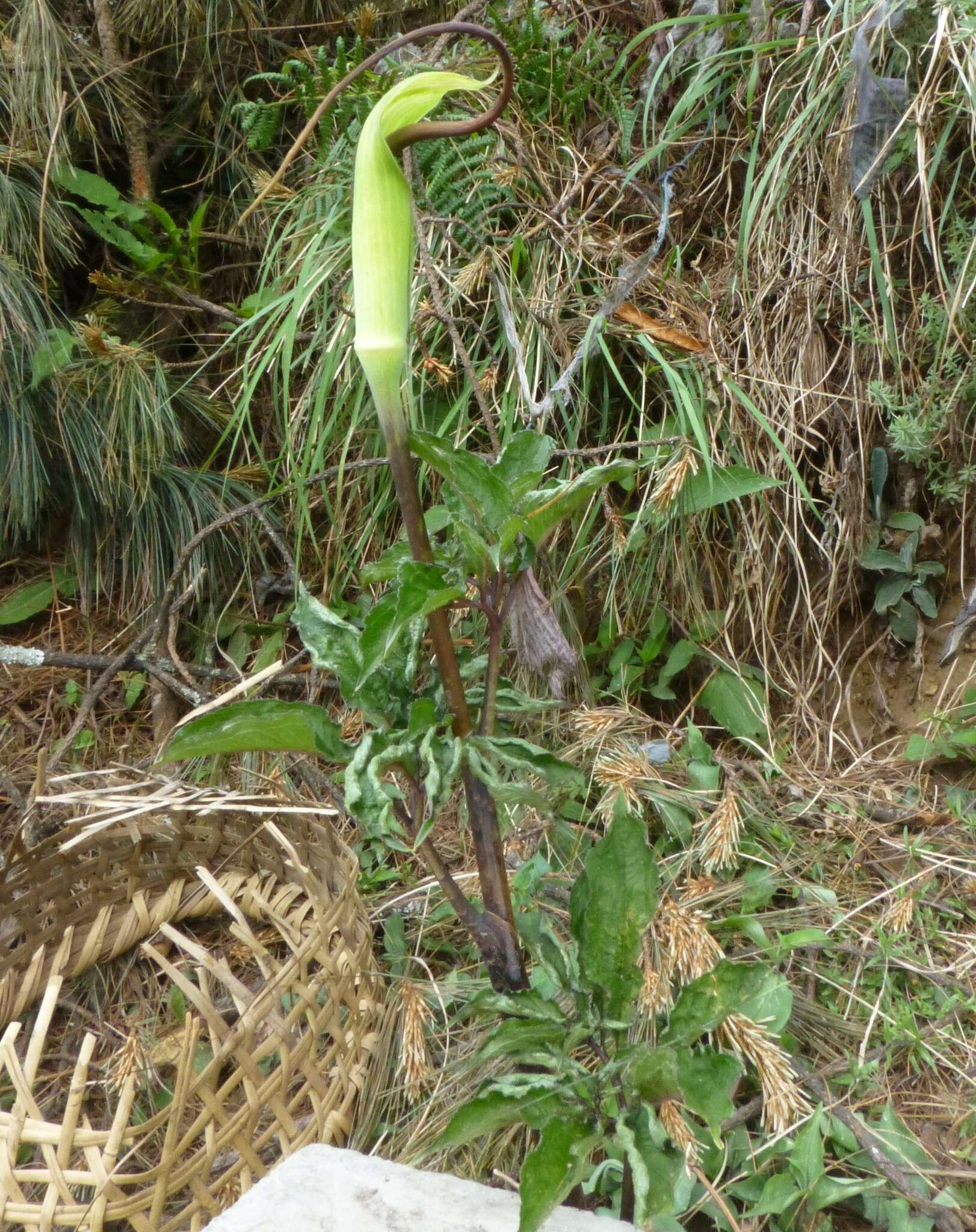 Image of arisaema