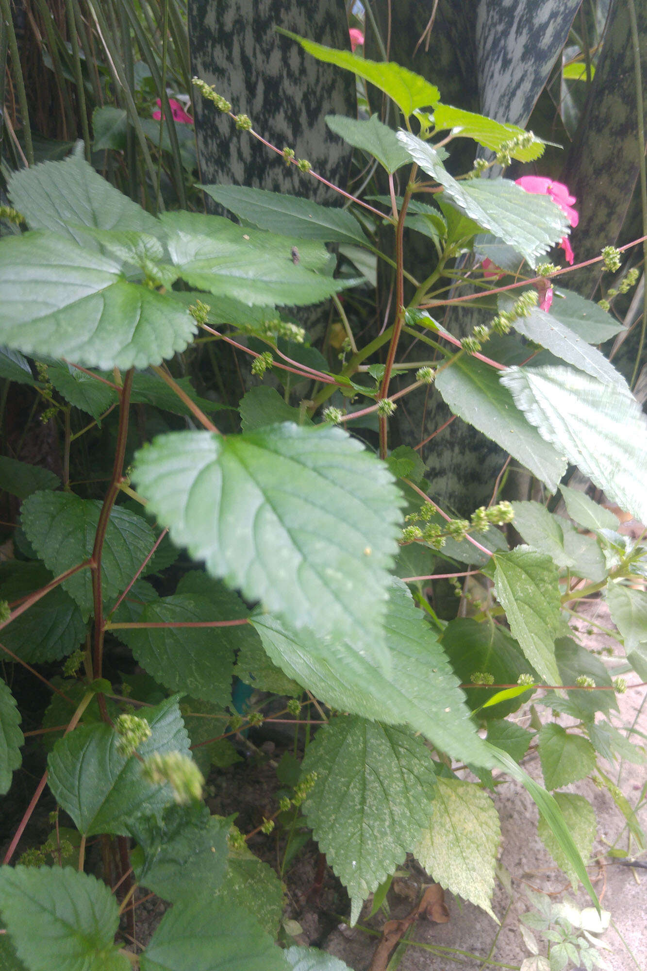 Image of Hawaii Wood-Nettle