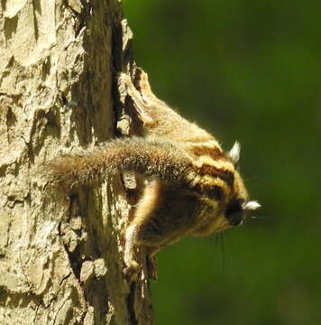 Image of Asiatic striped squirrel