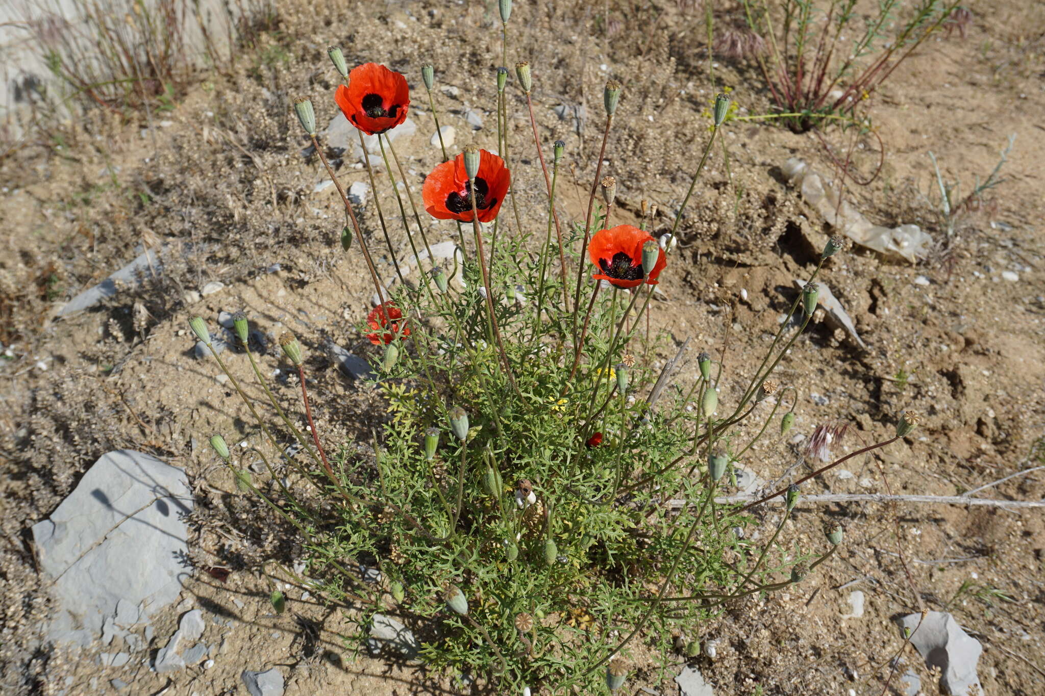 Image of Papaver arenarium M. Bieb.