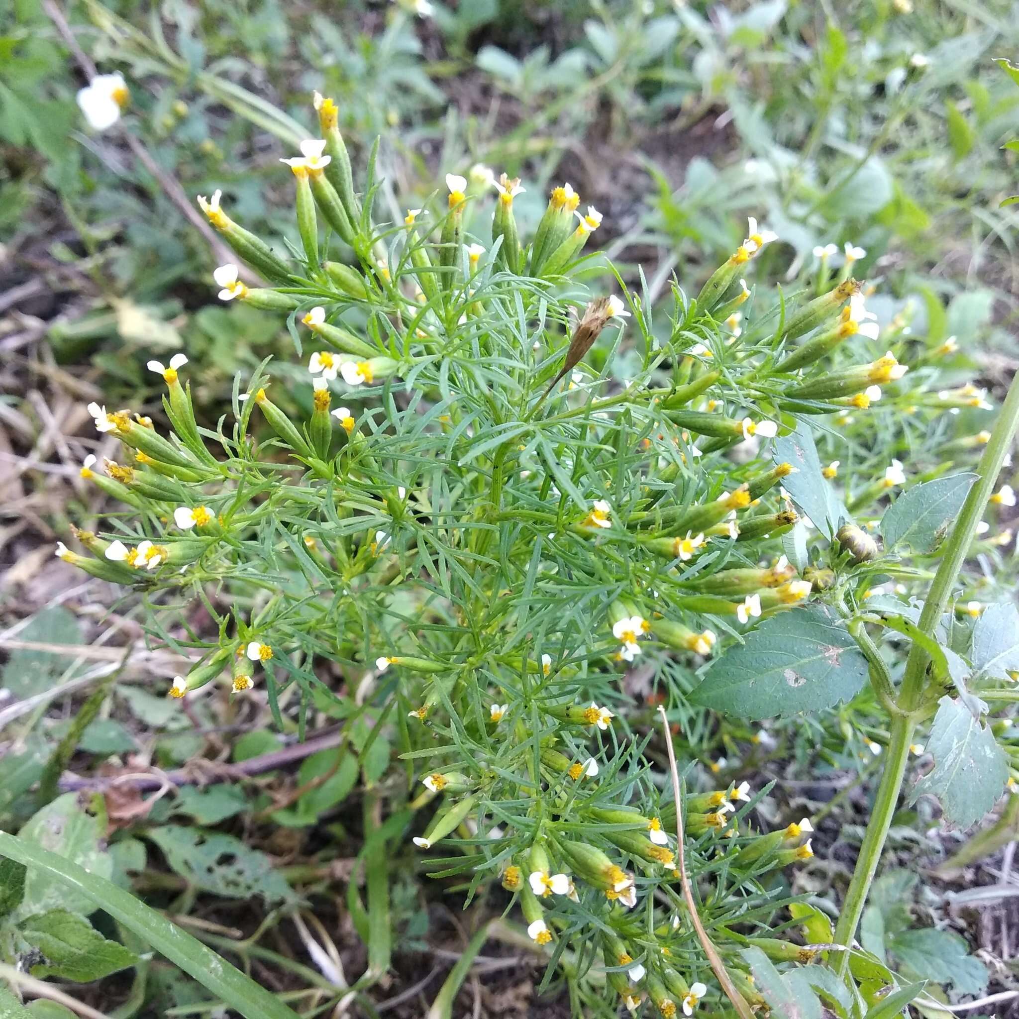 Tagetes filifolia Lag. resmi