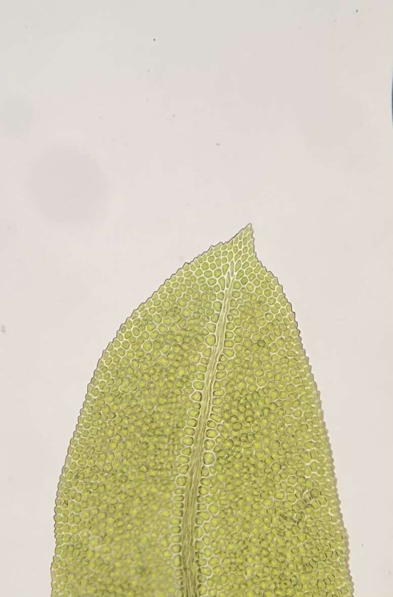 Слика од Fissidens dubius Palisot de Beauvois 1805
