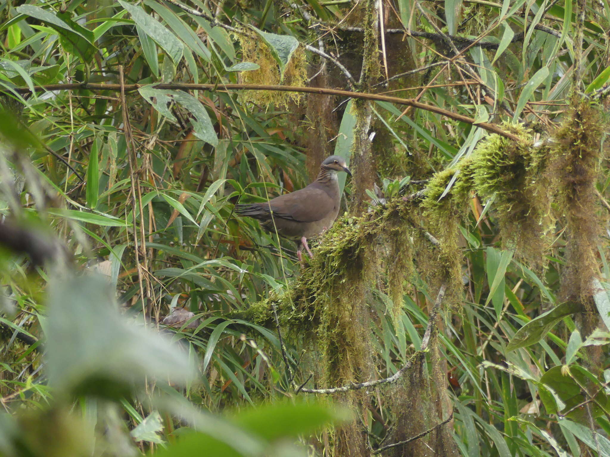 Image of White-throated Quail-Dove