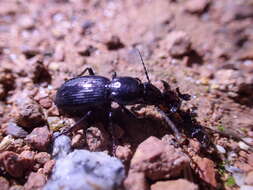 Image of Pterostichus globosus ebenus