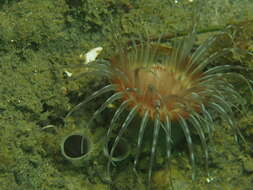 Image of Pachycerianthus fimbriatus McMurrich 1910