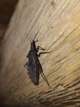 Image of Assassin bug