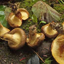 Image of Paxillus rubicundulus P. D. Orton 1969