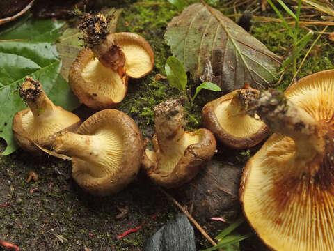 Plancia ëd Paxillus rubicundulus P. D. Orton 1969