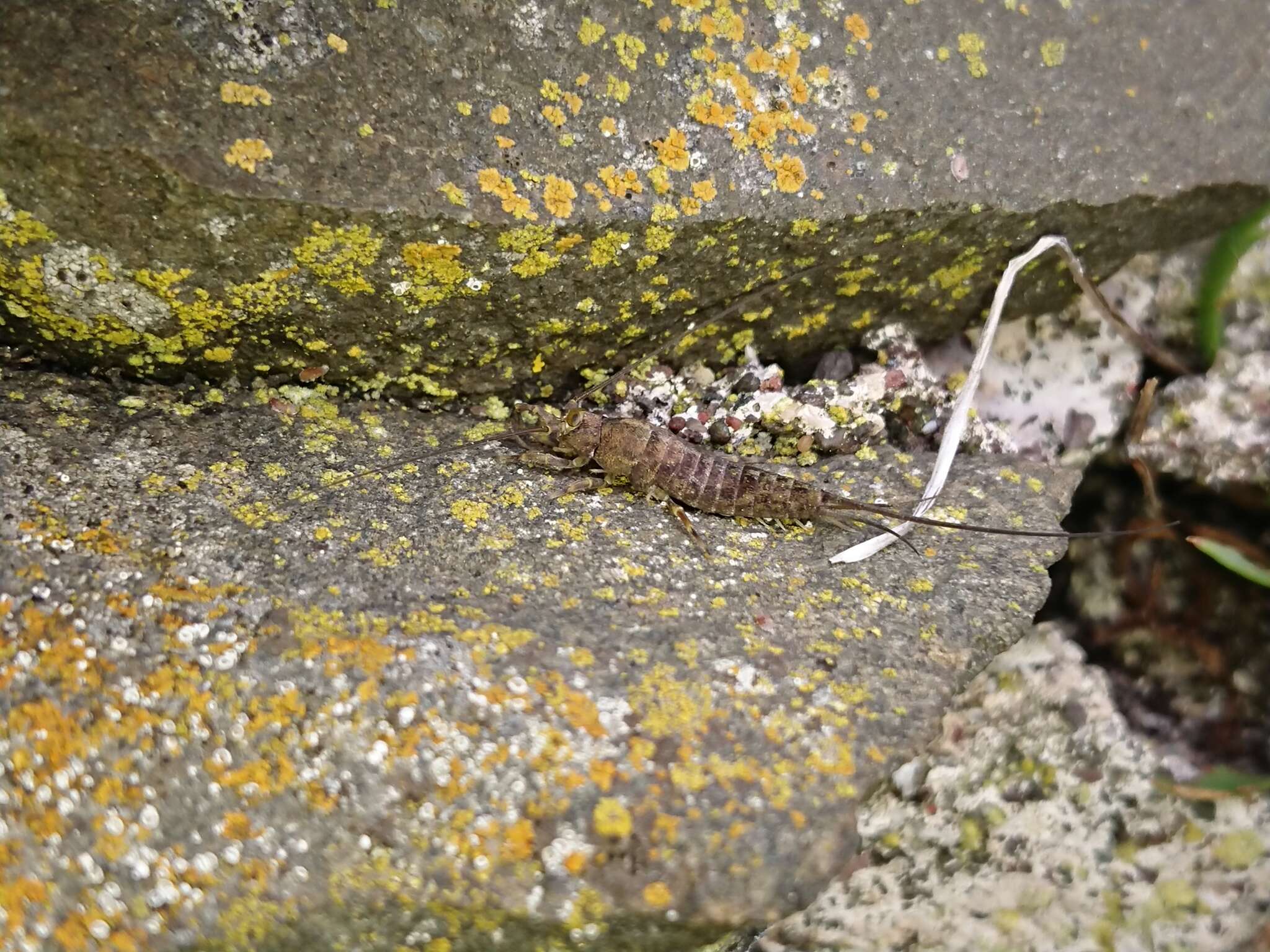 Image of sea bristletail