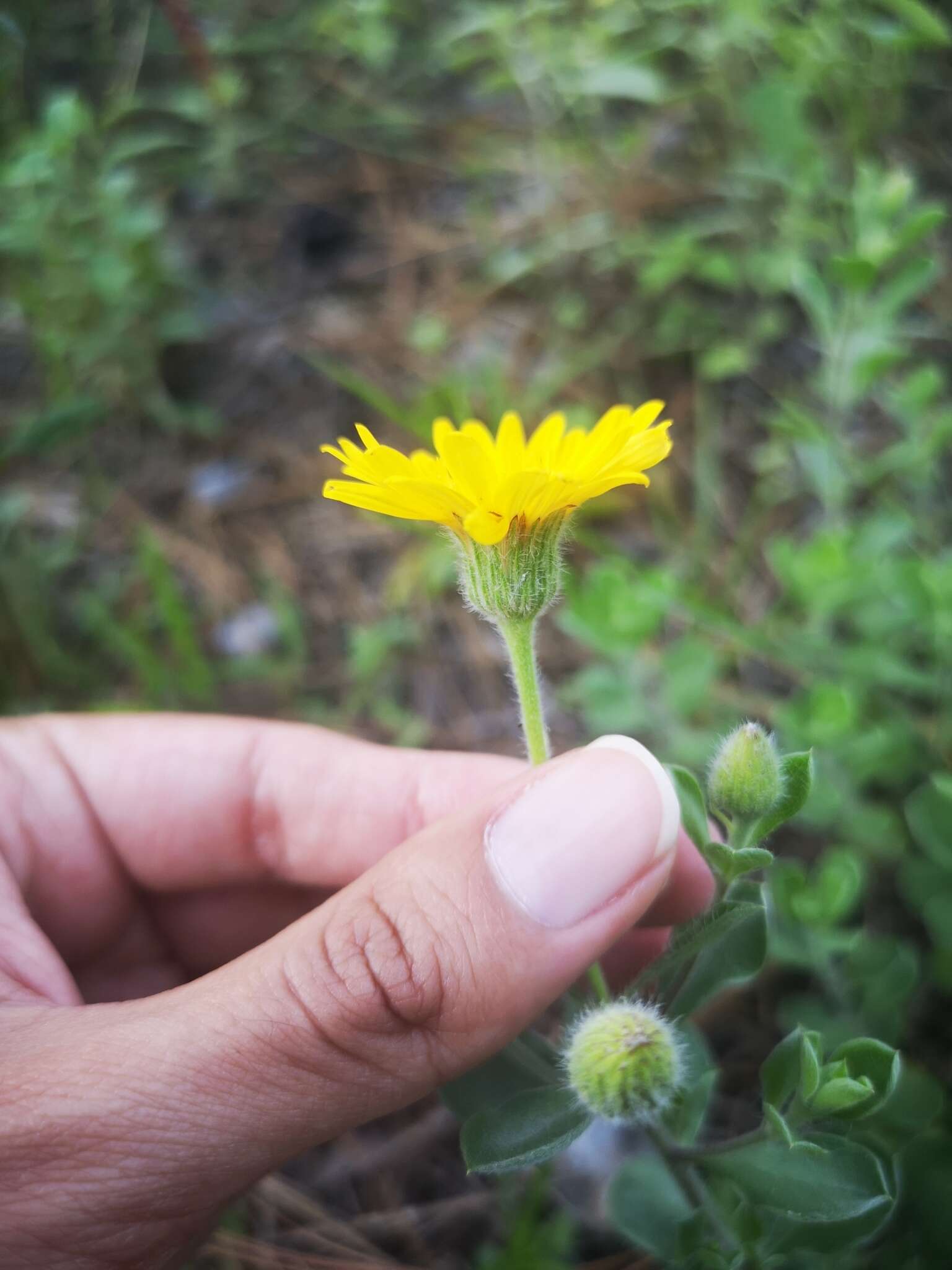 Image of Heterotheca mucronata V. L. Harms ex B. L. Turner