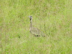 Image of Hartlaub's Bustard