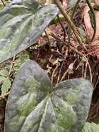 Image of Asarum hypogynum Hayata