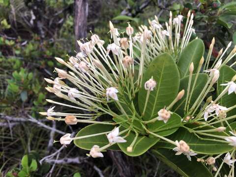 صورة Ixora francii Schltr. & K. Krause