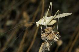 Image of Elegant Bush Katydid