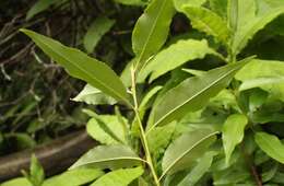 Image of African Almond