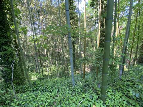 Image of Japanese timber bamboo