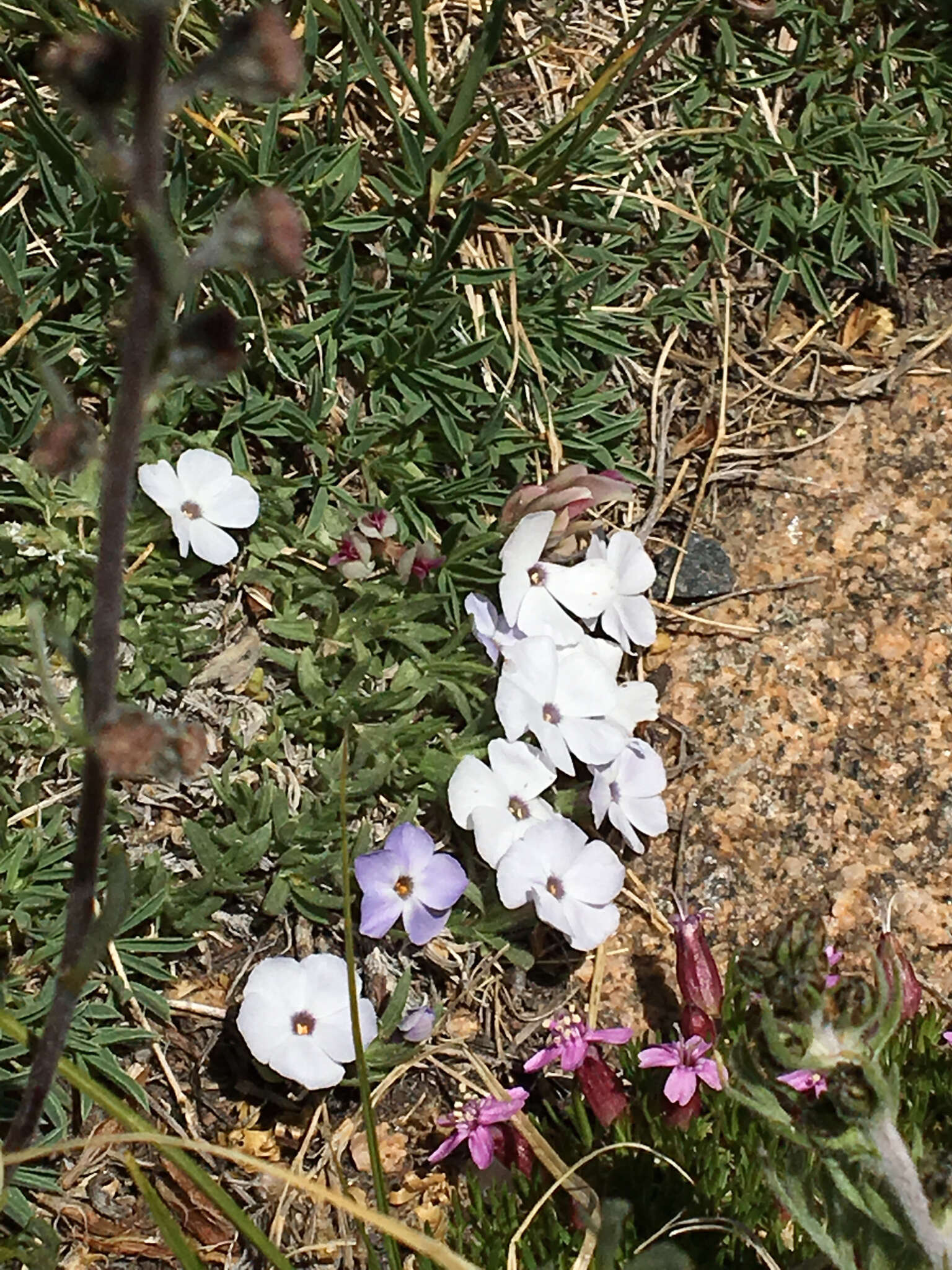 Image of dwarf phlox