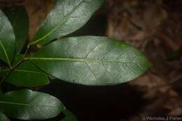 Image de Cryptocarya sclerophylla B. P. M. Hyland