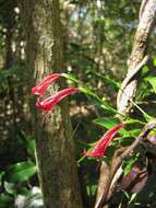 Image of Hypoestes acuminata Baker