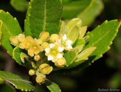 Image of Gerrardina foliosa Oliv.