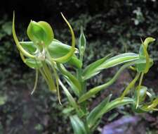 Image of Habenaria jaliscana S. Watson