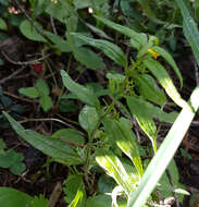 Image of Small cow-wheat