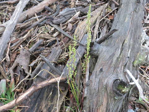 Image of field sagewort