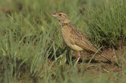 Image of Mirafra africana transvaalensis Hartert 1900