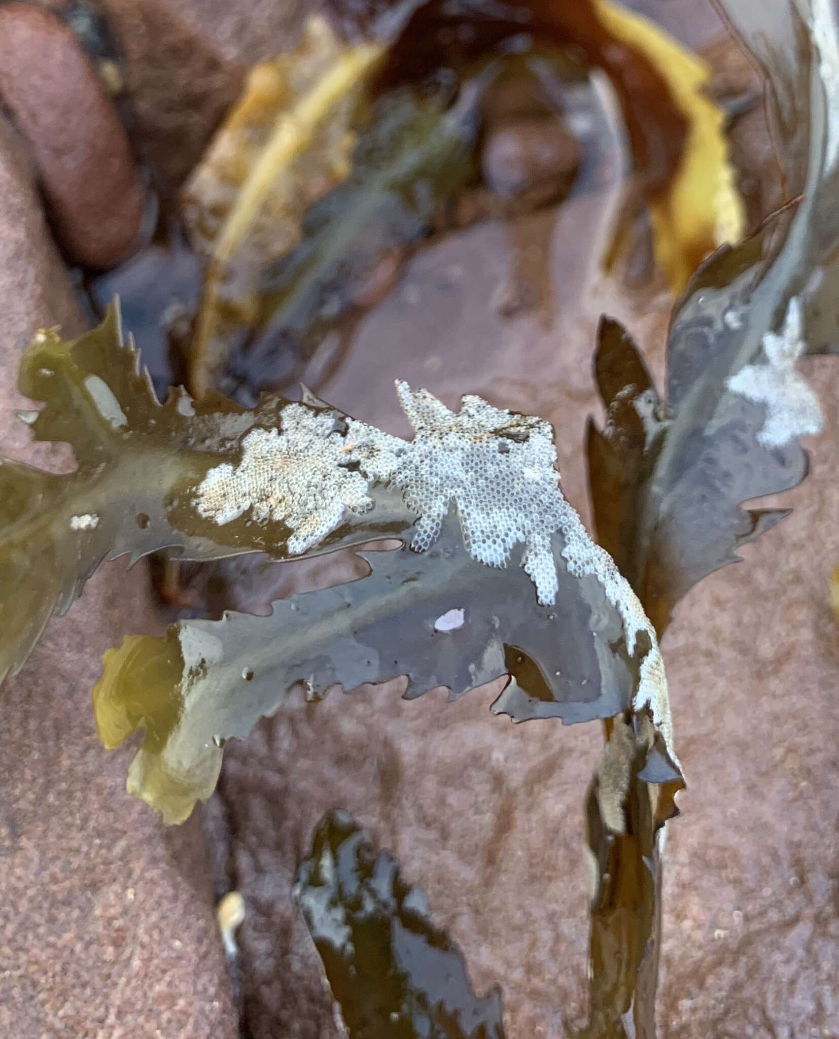 Image of Hairy bryozoan