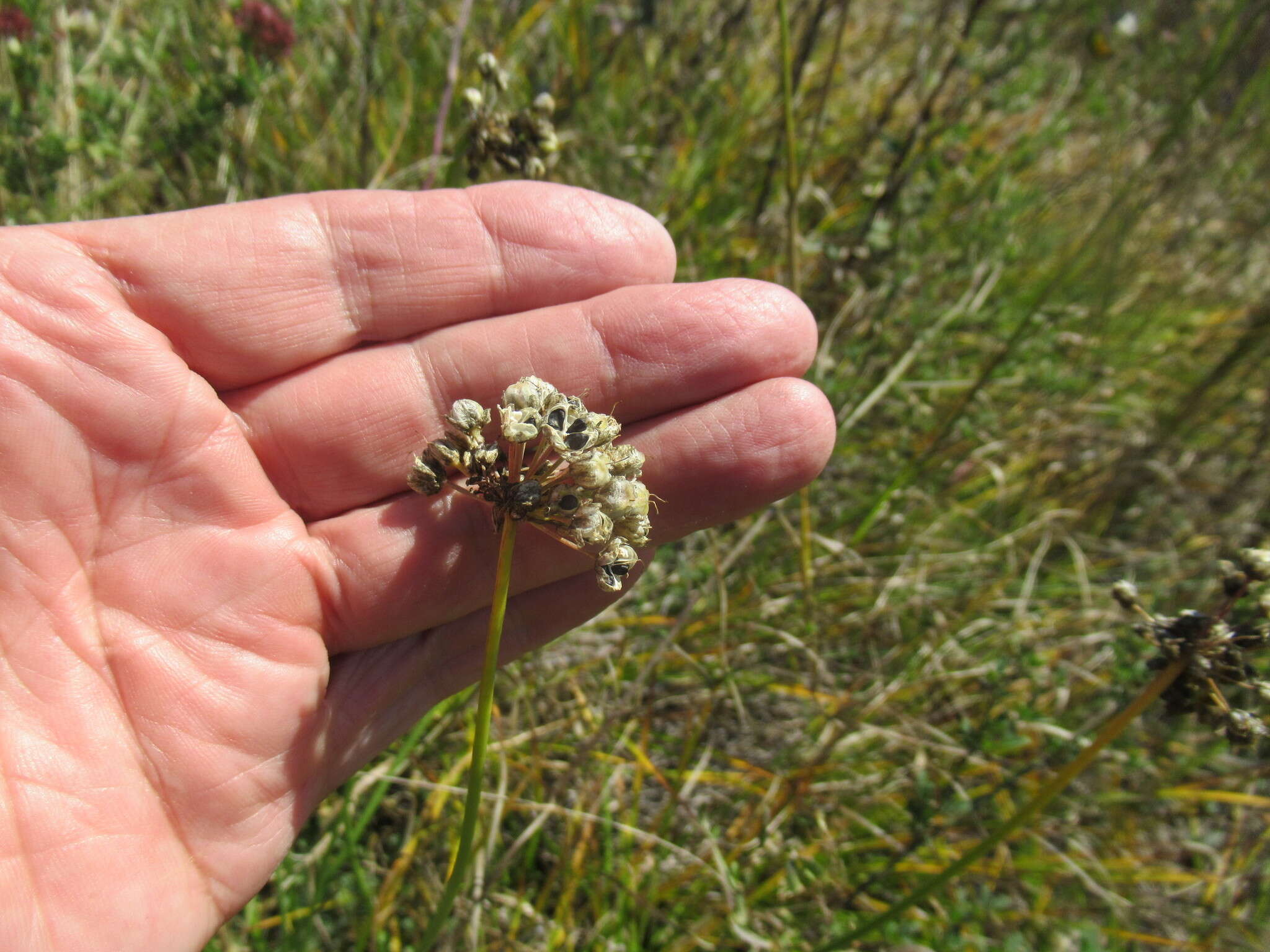 Image of Allium stellerianum Willd.