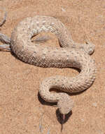 Image of Dwarf Puff Adder