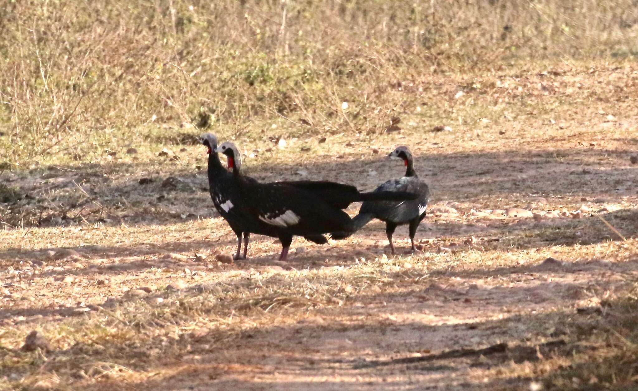 Image of Red-throated Piping Guan