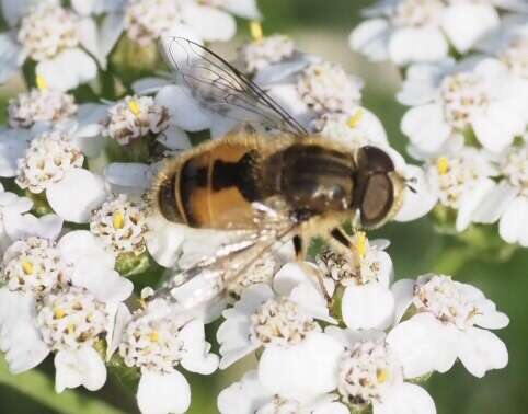 Image of Eristalis abusivus Collin 1931