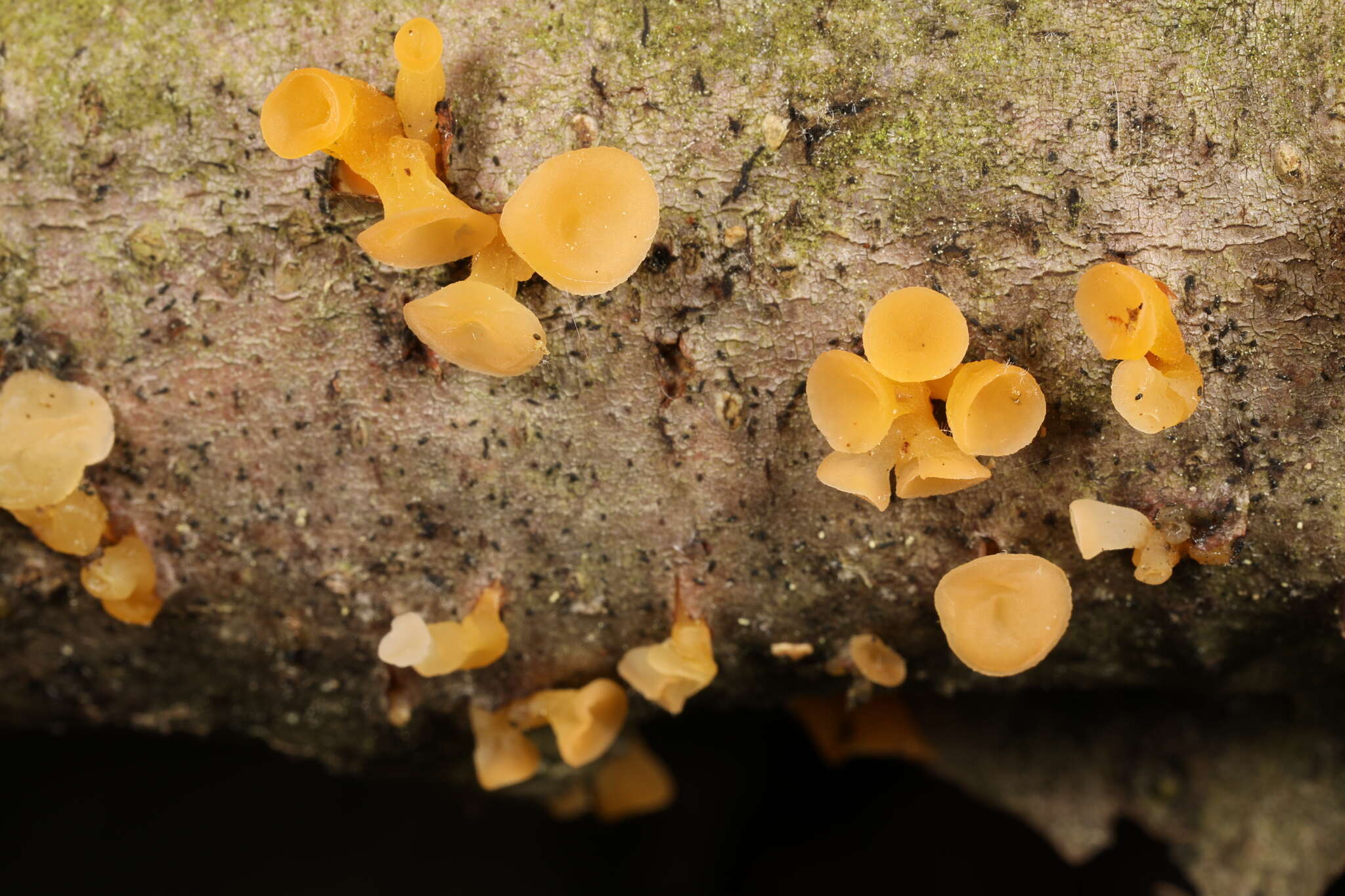 Image of Guepiniopsis buccina (Pers.) L. L. Kenn. 1959