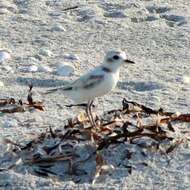 Image of Snowy Plover