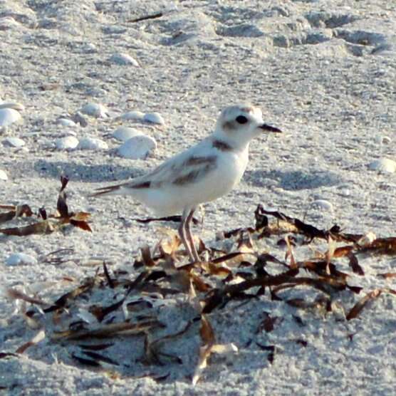 Image of Snowy Plover