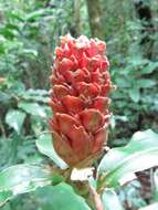 Costus montanus Maas的圖片