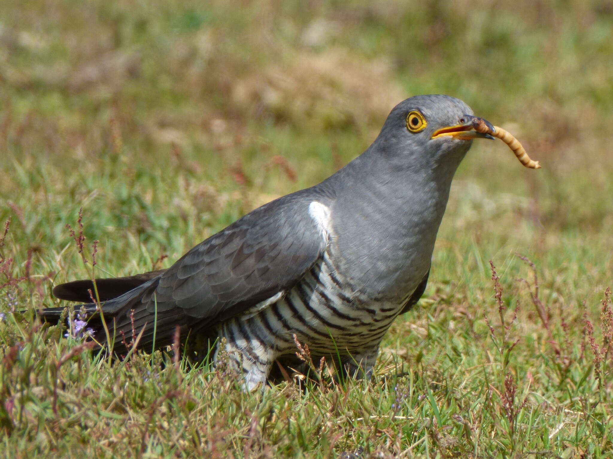 Cuculus Linnaeus 1758 resmi