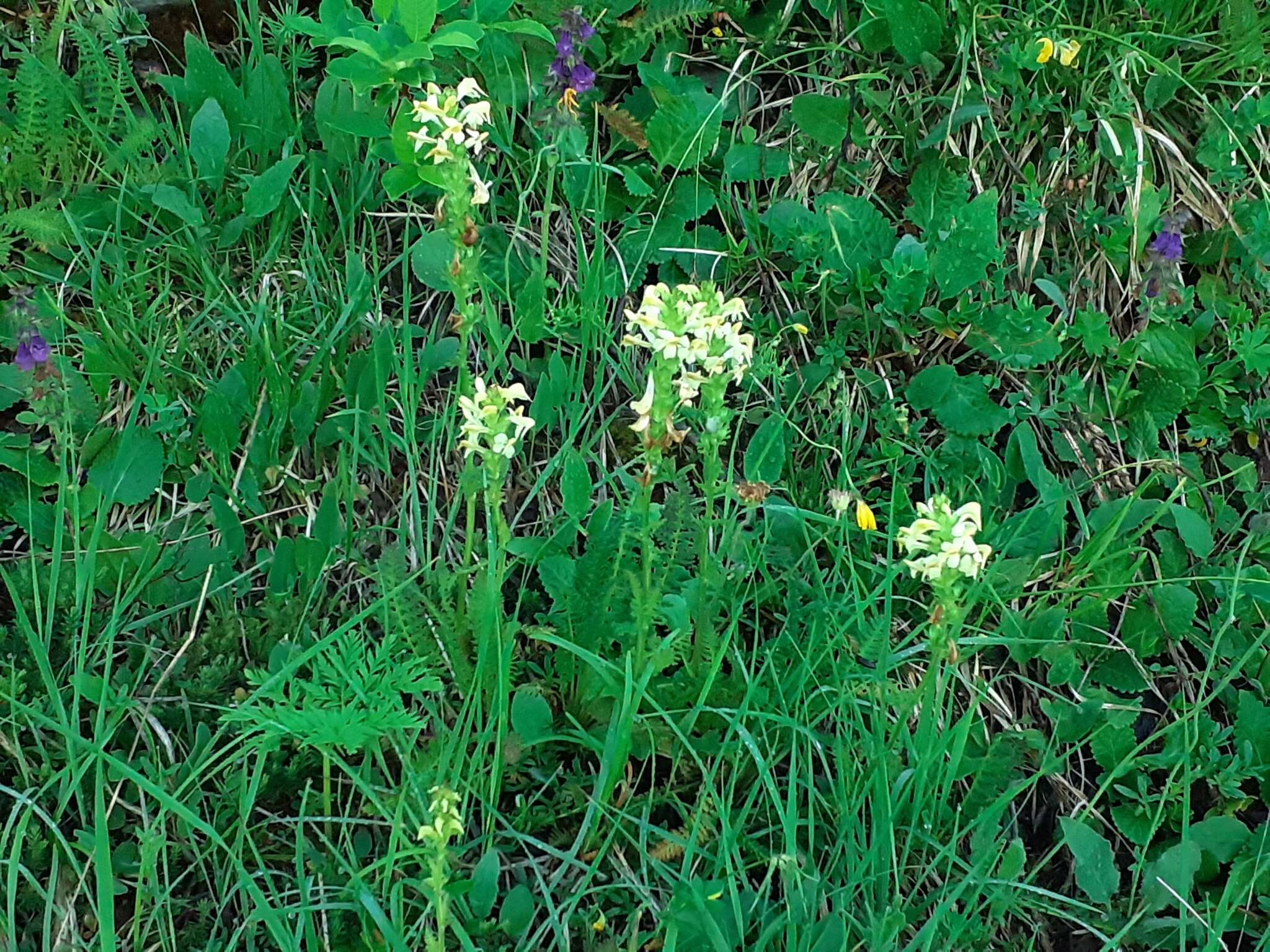 Image of Pedicularis ascendens Schleicher ex Gaudin