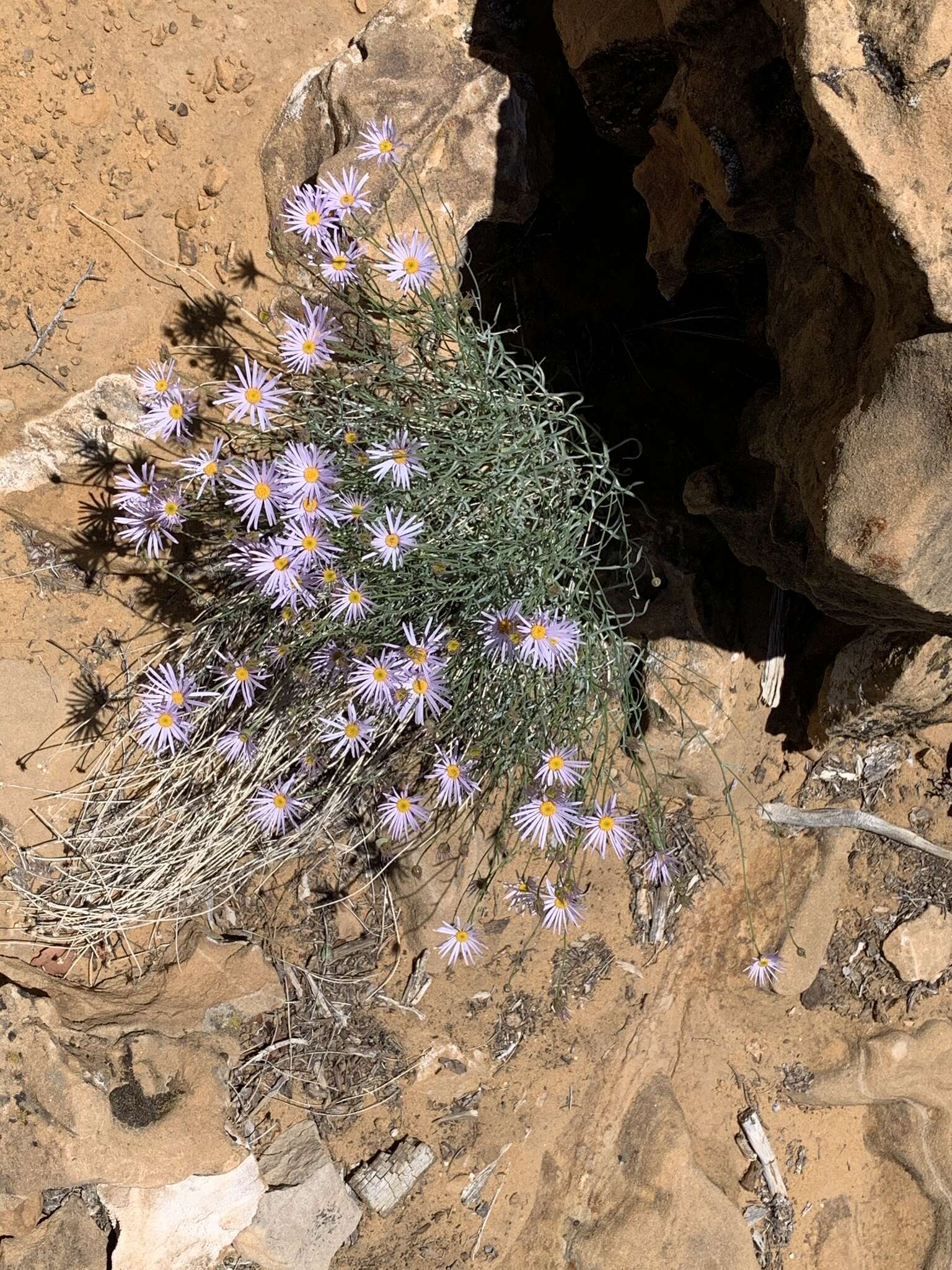 Image of Utah fleabane